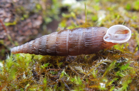 Gemeine Schließmundschnecke (Balaea biplicata) - © Anton Koschuh